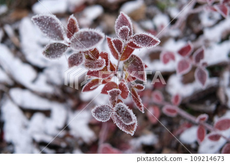 Frozen iced tree branches and leaves during foggy cold day. Macro closeup view. Icy twigs, grass covered by snow against winter forest. Plants in the wood at wet frosty weather. Nature landscape video Frozen iced tree branches and leaves during foggy cold day. Macro closeup view. Icy twigs, grass covered by snow against winter forest. Plants in the wood at wet frosty weather. Nature landscape video 109214673