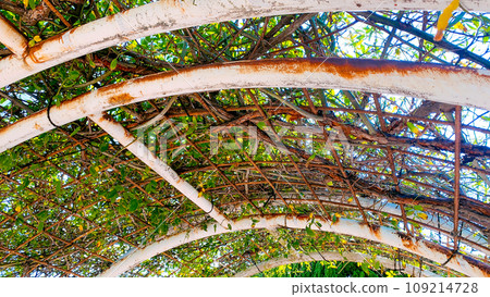 Sunny rose garden 109214728