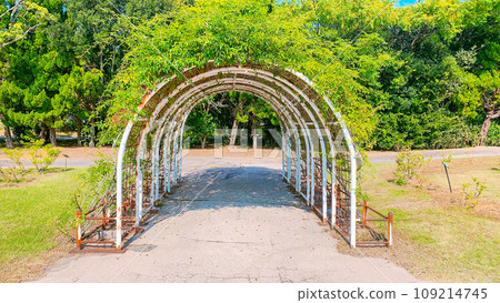 Sunny rose garden 109214745