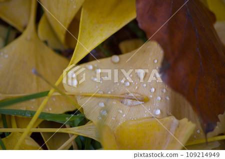 Branch with yellow and gold leaves on ginkgo tree. Branch with yellow and gold leaves on ginkgo tree. 109214949