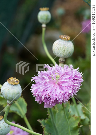 Close up of cultivated poppies blooming in a spring garden - selective focus 109215152