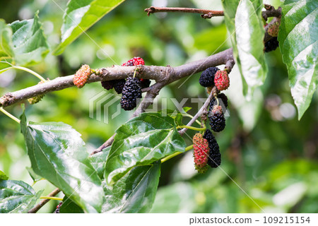 Close-up of a branch with black mulberries in varying degrees of ripeness. Selective focus. Close-up of a branch with black mulberries in varying degrees of ripeness. Selective focus. 109215154