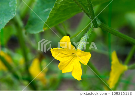 Close-up of blooming cucumbers young plants with yellow flowers in the garden, on a background of green leaves. Young cucumbers on a branch in a greenhouse. Selective focus. Close-up of blooming cucumbers young plants with yellow flowers in the garden, on a background of green leaves. Young cucumbers on a branch in a greenhouse. Selective focus. 109215158