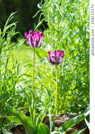 Blooming white and purple tulips in a spring garden. Selective focus. 109215173