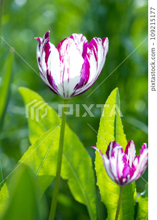 Blooming white and purple tulips in a spring garden. Selective focus. 109215177