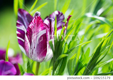 Blooming white and purple tulips in a spring garden. Selective focus. 109215179