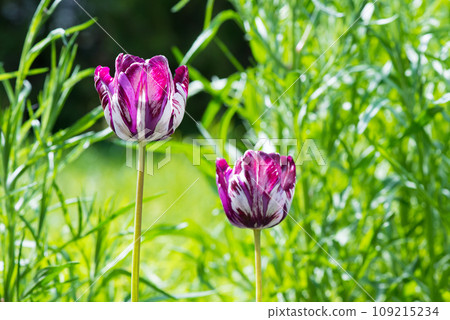 Blooming white and purple tulips in a spring garden. Selective focus. Blooming white and purple tulips in a spring garden. Selective focus. 109215234