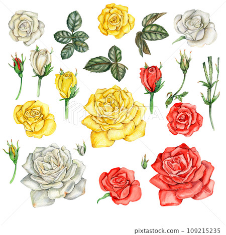Watercolor hand drawn set of roses and leaves. The collection of garden flowers, leaves, twigs, botanical illustration. Rose bud. Design elements for cards, posters, design for wedding invitation Watercolor hand drawn set of roses and leaves. The collection of garden flowers, leaves, twigs, botanical illustration. Rose bud. Design elements for cards, posters, design for wedding invitation 109215235