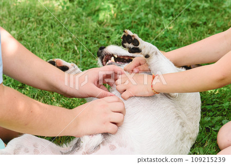 Two children rub belly of a dog wallowing on grass paws up 109215239