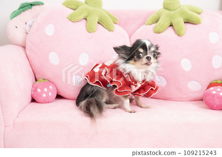 Chihuahua on a pink sofa 109215243