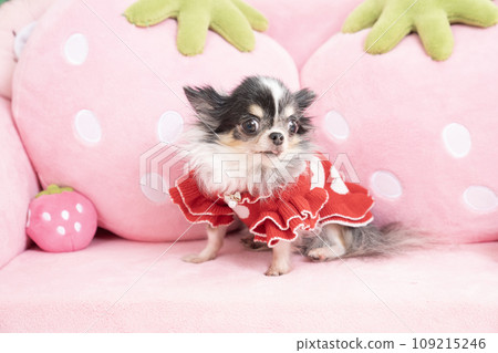 粉紅色沙發上的奇瓦瓦狗 109215246