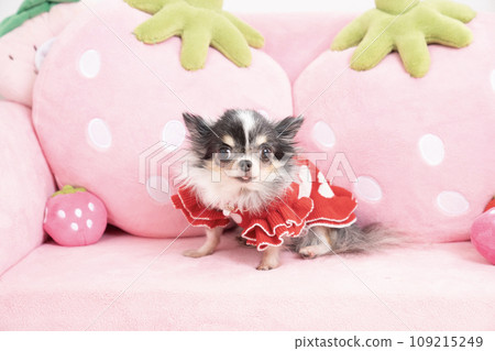 Chihuahua on a pink sofa Chihuahua on a pink sofa 109215249