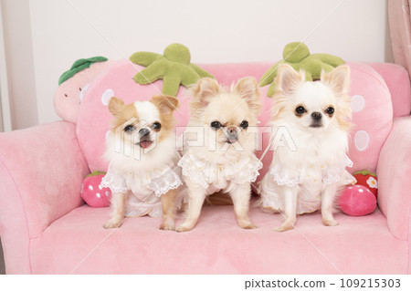 Three chihuahuas on a pink sofa Three chihuahuas on a pink sofa 109215303