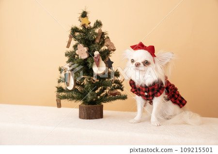 Christmas tree and Chihuahua Coco 109215501