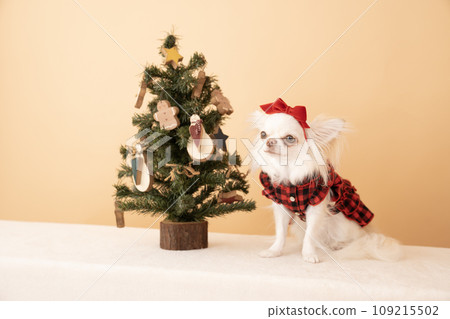 Christmas tree and Chihuahua Coco Christmas tree and Chihuahua Coco 109215502