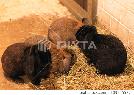 Rabbits at Duisburg Zoo in Germany 109215522