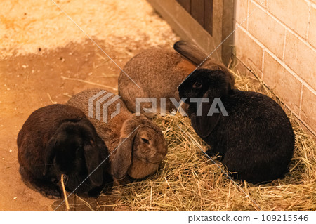 Rabbits at Duisburg Zoo in Germany 109215546