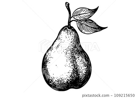 Pear fruit hand drawn ink sketch. Engraved style vector illustration. 109215650