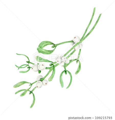 Bouquet of Mistletoe evergreen branches with leaves and white berries. Watercolor hand drawn botanical illustration of Christmas symbol. Plant for homeopathy, medicine. Elements for winter prints Bouquet of Mistletoe evergreen branches with leaves and white berries. Watercolor hand drawn botanical illustration of Christmas symbol. Plant for homeopathy, medicine. Elements for winter prints 109215793
