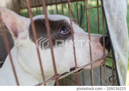 The face of a fighting breed dog in an enclosure. 109216225