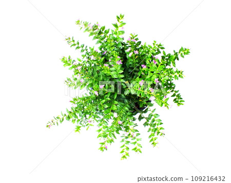 green house plant isolated on white background 109216432