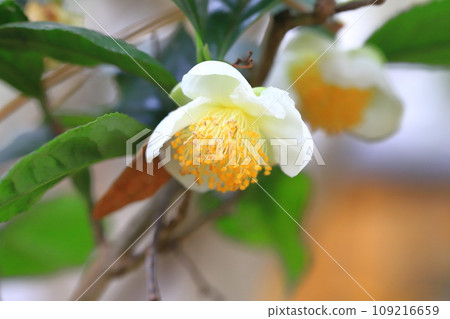 茶樹花和芽 109216659