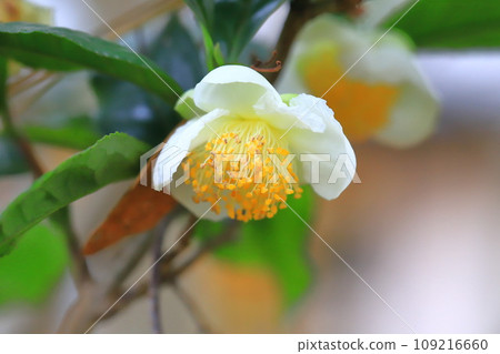 茶樹花和芽 茶樹花和芽 109216660