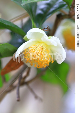Tea tree flowers and buds Tea tree flowers and buds 109216661