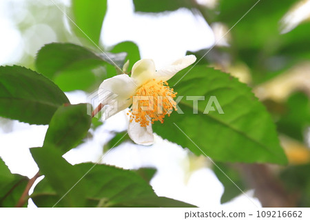 Tea tree flowers and buds 109216662