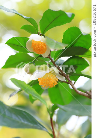 Tea tree flowers and buds Tea tree flowers and buds 109216671