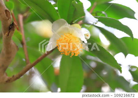 Tea tree flowers and buds Tea tree flowers and buds 109216672