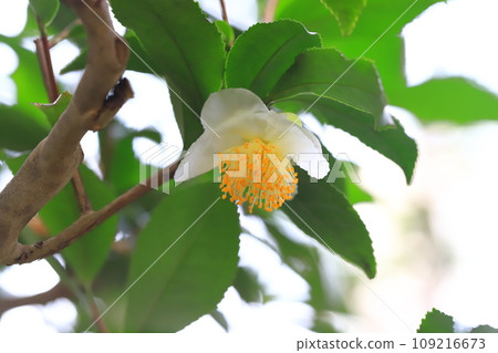 Tea tree flowers and buds Tea tree flowers and buds 109216673