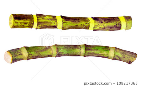 bamboo sticks drawing on a white background. Watercolor hand drawn art illustration. For cards, handmade textiles, prints, menus, poster 109217363