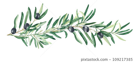 Olive branch with black olives isolated on white background. Watercolor hand drawn botanical illustration. Can be used for cards, menu and logos. For cosmetic or food packaging design Olive branch with black olives isolated on white background. Watercolor hand drawn botanical illustration. Can be used for cards, menu and logos. For cosmetic or food packaging design 109217385