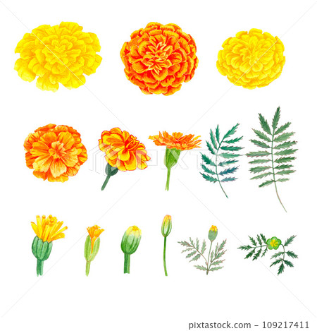 Yellow and orange tagetes flowers blossoms, leaves and buds. Indian Diwali festival floral decorations. Watercolor hand drawn art illustration on white background 109217411
