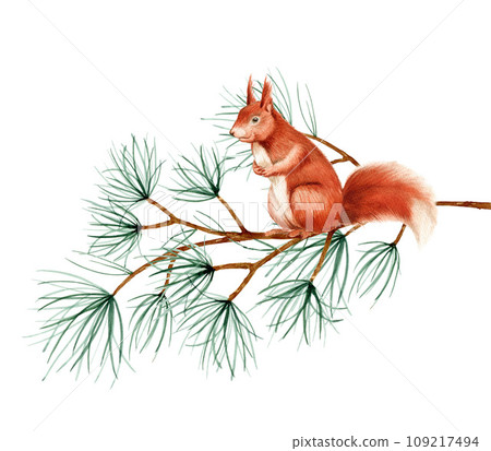 Squirrel sitting on a set of tree branches. Watercolor hand drawn art illustration on white background. For cards, handmade textiles, prints, menus, poster Squirrel sitting on a set of tree branches. Watercolor hand drawn art illustration on white background. For cards, handmade textiles, prints, menus, poster 109217494