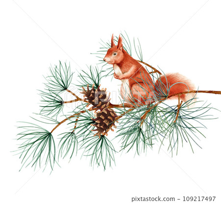A squirrel sits on tree branches with pine cones. Watercolor art illustration on a white background. For cards, handmade textiles, prints, menus, posters A squirrel sits on tree branches with pine cones. Watercolor art illustration on a white background. For cards, handmade textiles, prints, menus, posters 109217497