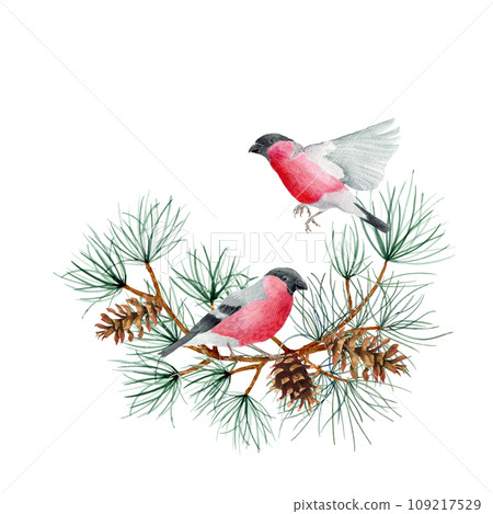 A squirrel sits on tree branches with pine cones. Watercolor art illustration on a white background. For cards, handmade textiles, prints, menus, posters. A squirrel sits on tree branches with pine cones. Watercolor art illustration on a white background. For cards, handmade textiles, prints, menus, posters. 109217529