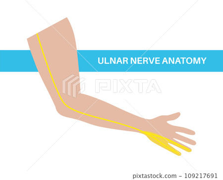 Ulnar nerve anatomy 109217691