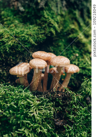 Freshly grown forest honey mushrooms 109218049