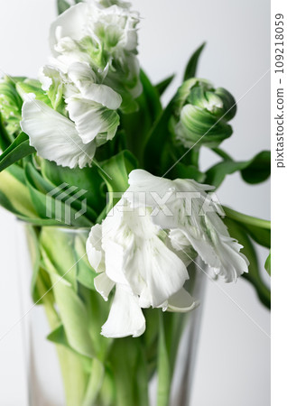 Bunch of Parrot Style Tulips 109218059