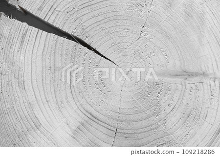 Cracked close-up on round annual tree ring texture wood background white material broken wooden grey damage 109218286