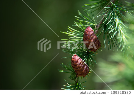 Brown pine cones growing on a branch, selective focus, space for text. Beautiful nature background 109218580