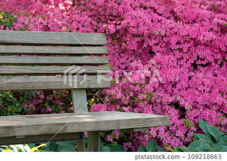Bench with flowers in the public garden. Beautiful natural park with blooming bushes in the summer. Simple wooden bench in an outdoor park on a sunny day Bench with flowers in the public garden. Beautiful natural park with blooming bushes in the summer. Simple wooden bench in an outdoor park on a sunny day 109218663