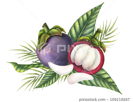 Mangosteen Fruit with palm leaves and pieces. Watercolor hand drawn illustration of exotic tropical food on isolated background. Drawing of asian garcinia and juicy slices. Sketch of mangostana. 109218887