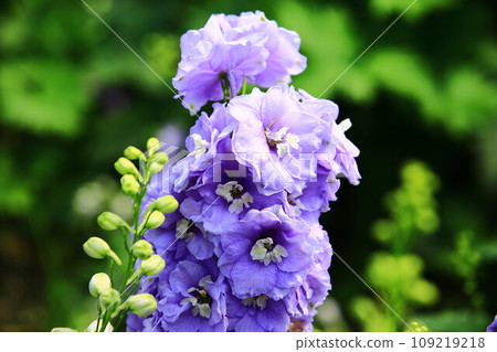 Daihienso (Hienso, Chidori grass, Chidori flower, Suijaku flower, Suijaku, Hibari no tsume, Shiroko flower, Hyakubugusa, Guzume lotus) Daihienso (Hienso, Chidori grass, Chidori flower, Suijaku flower, Suijaku, Hibari no tsume, Shiroko flower, Hyakubugusa, Guzume lotus) 109219218