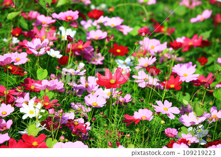 綻放的大波斯菊花(格桑花,秋英,波斯菊,秋櫻,笤帚梅,掃帚梅,大春車菊,大春菊) 綻放的大波斯菊花(格桑花,秋英,波斯菊,秋櫻,笤帚梅,掃帚梅,大春車菊,大春菊) 109219223