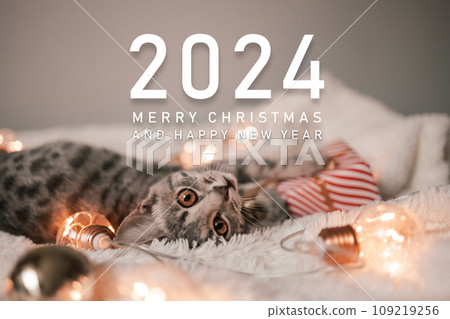 Merry Christmas. 2024 cute cat sleeping on the bed with blurred Christmas lights. Christmas cozy evening. Pet and winter holidays. 109219256
