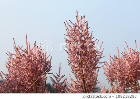 Musky tree (safflower tote incense, raspberry incense, yam fragrant tree, bean yam tree) flower, blue natural background 109219283