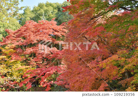 Shisen-do秋葉 109219356